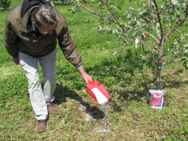 Top dressing of fruit trees and shrubs in spring: tips