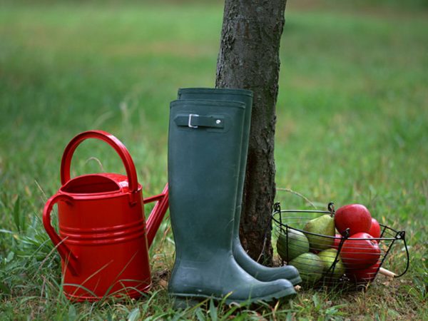 Top dressing of fruit trees and shrubs in spring: tips