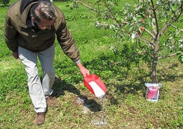 Top dressing of fruit trees and shrubs in spring: tips