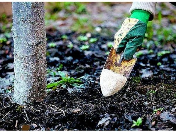 Top dressing of fruit trees and shrubs in spring: tips