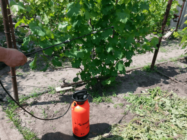 Top dressing of grapes in spring: before flowering, for a large harvest, under the root