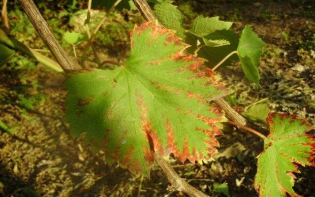 Top dressing of grapes in spring: before flowering, for a large harvest, under the root