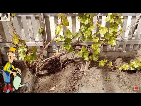 Top dressing of grapes in spring: before flowering, for a large harvest, under the root