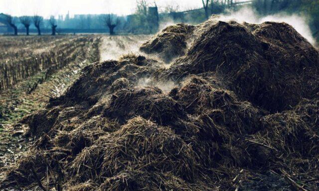 Top dressing of grapes in spring: before flowering, for a large harvest, under the root