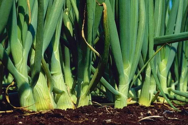 Top dressing of onions in spring per head