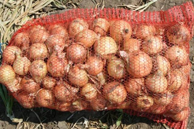 Top dressing of onions in spring per head