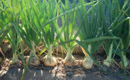 Top dressing of onions in spring per head