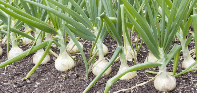 Top dressing of onions in spring per head