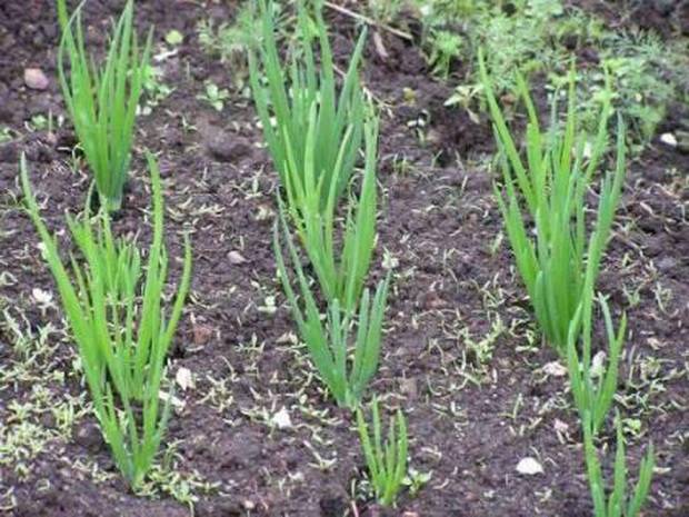 Top dressing of onions in spring per head