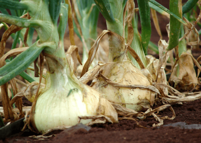 Top dressing of onions in spring per head