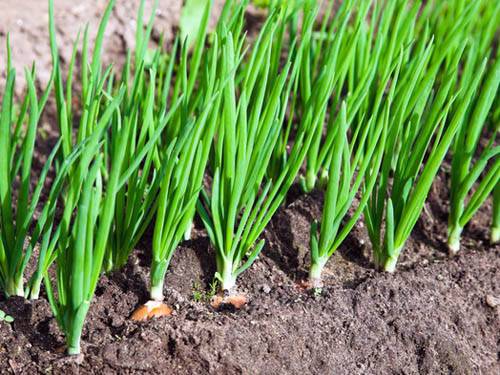 Top dressing of onions in spring per head