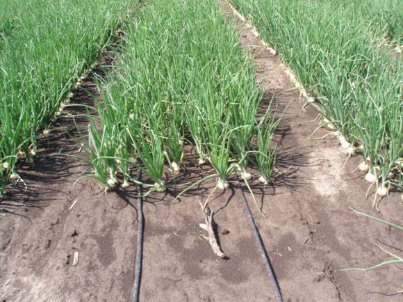 Top dressing of onions in spring per head