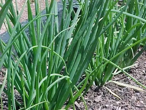 Top dressing of onions in spring per head