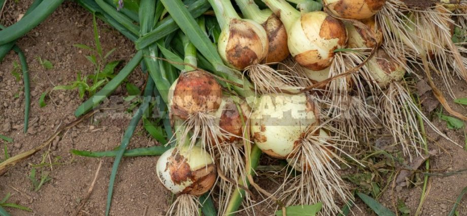 Top dressing of onions in spring per head