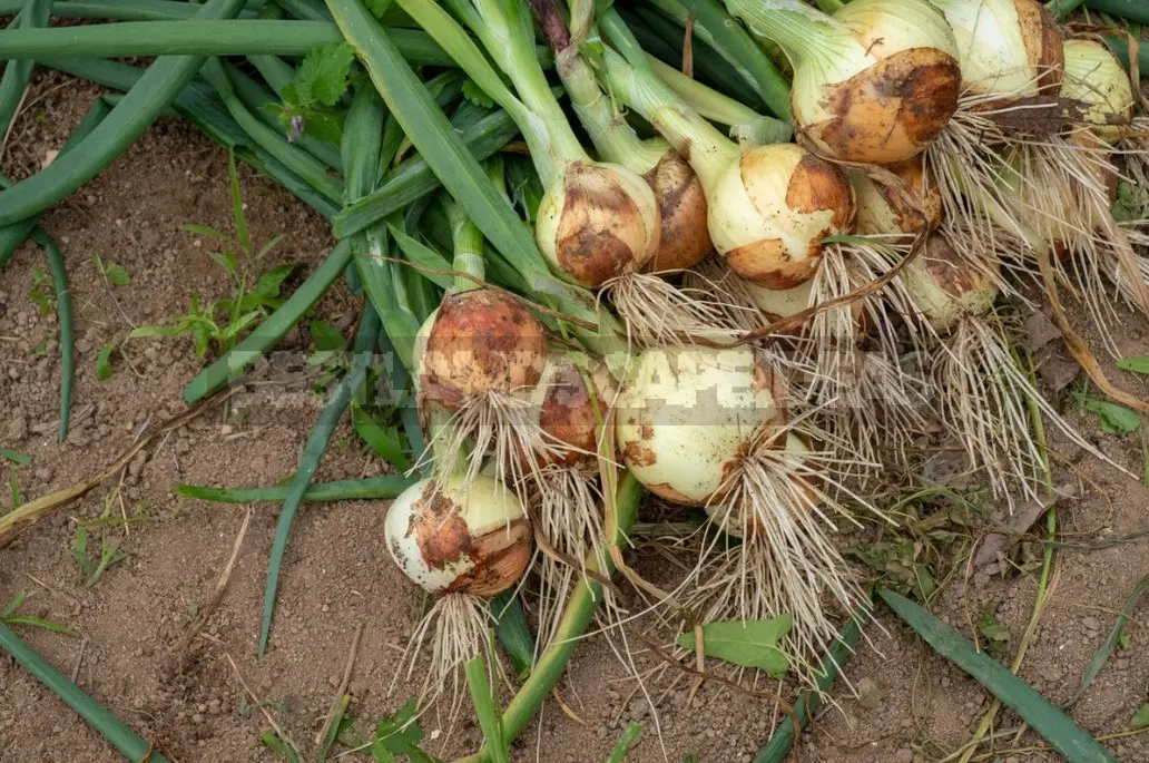 Top dressing of onions in spring per head