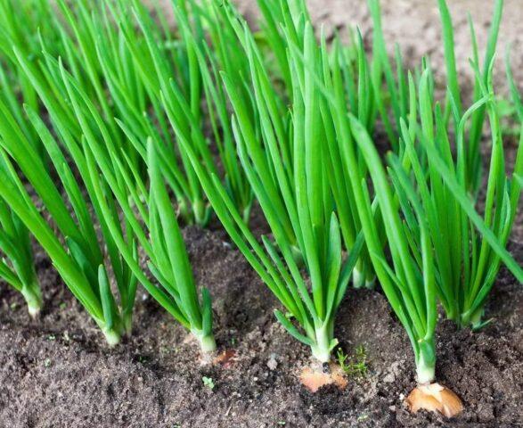 Top dressing of onions with urea (carbamide) in the spring