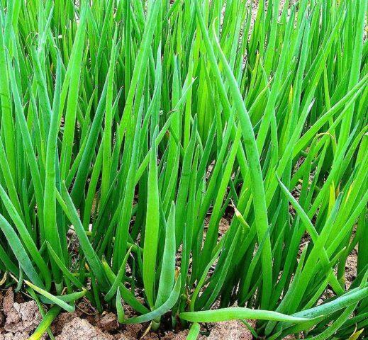 Top dressing of onions with urea (carbamide) in the spring