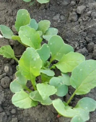 Top dressing of radishes: in the greenhouse, in the open field