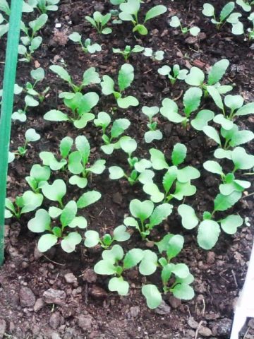 Top dressing of radishes: in the greenhouse, in the open field