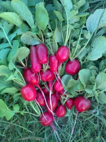 Top dressing of radishes: in the greenhouse, in the open field