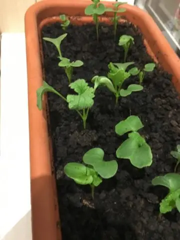 Top dressing of radishes: in the greenhouse, in the open field