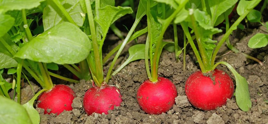 Top dressing of radishes: in the greenhouse, in the open field