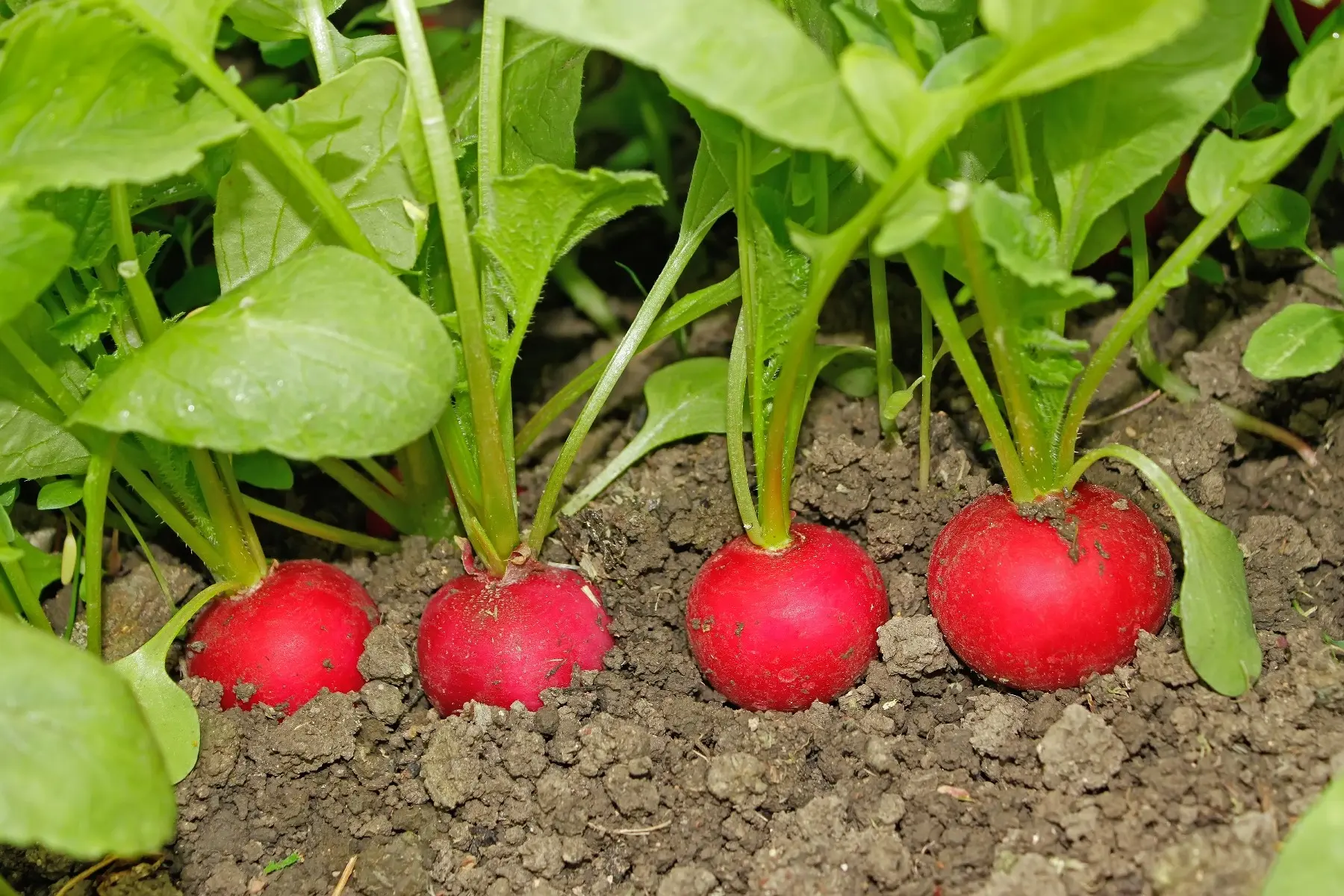 Top dressing of radishes: in the greenhouse, in the open field