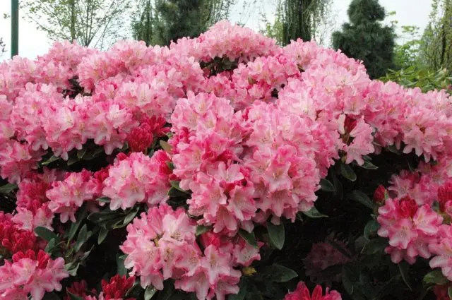 Top dressing of rhododendrons in spring and autumn