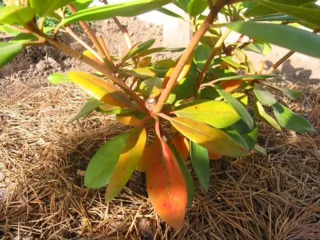 Top dressing of rhododendrons in spring and autumn