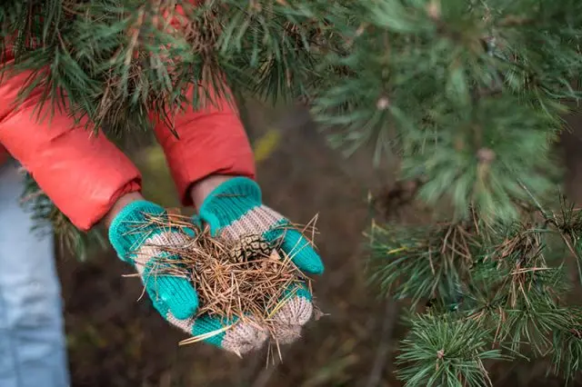 Top dressing of rhododendrons in spring and autumn