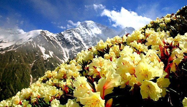 Top dressing of rhododendrons in spring and autumn