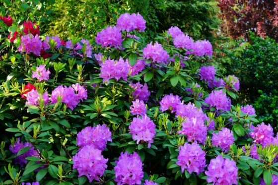 Top dressing of rhododendrons in spring and autumn