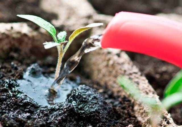 Top dressing of tomato seedlings