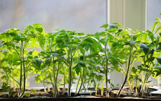 Top dressing of tomato seedlings