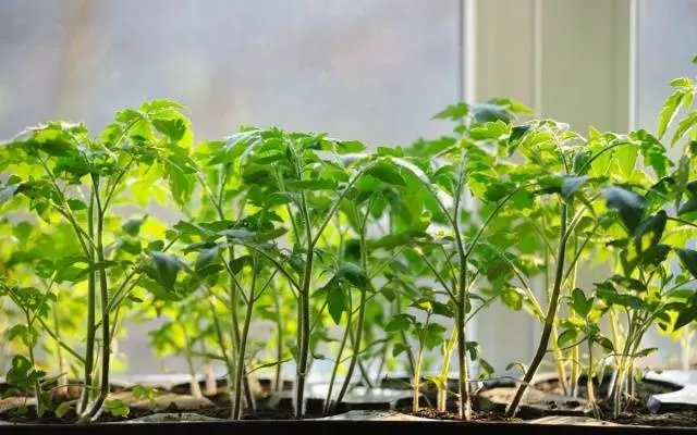 Top dressing of tomato seedlings