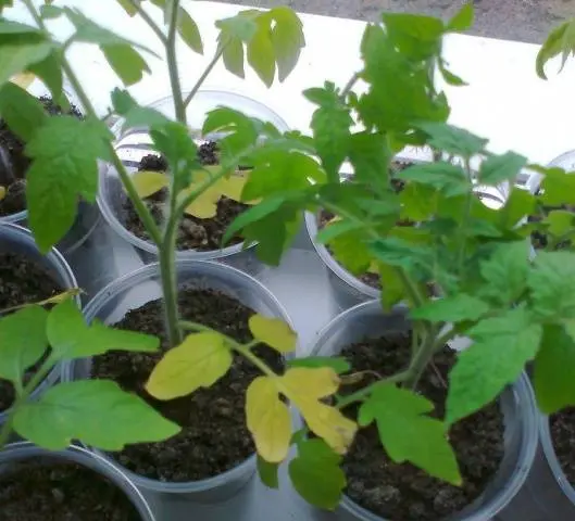 Top dressing of tomato seedlings