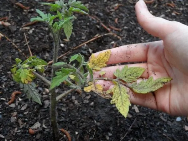 Top dressing of tomato seedlings