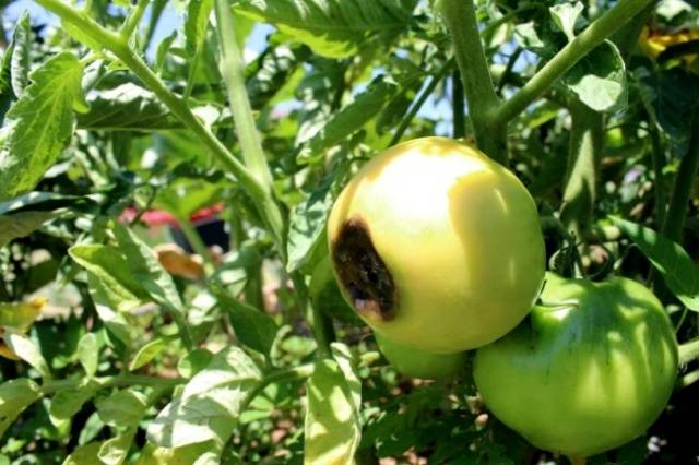 Top dressing of tomato seedlings