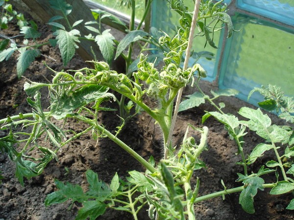 Top dressing of tomatoes after planting: types of fertilizers and instructions