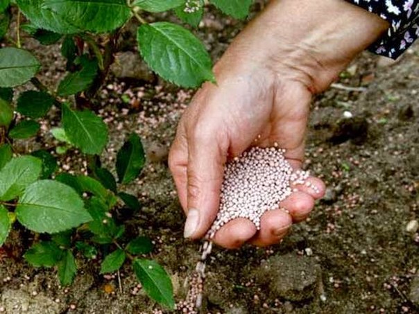 Top dressing of tomatoes after planting: types of fertilizers and instructions