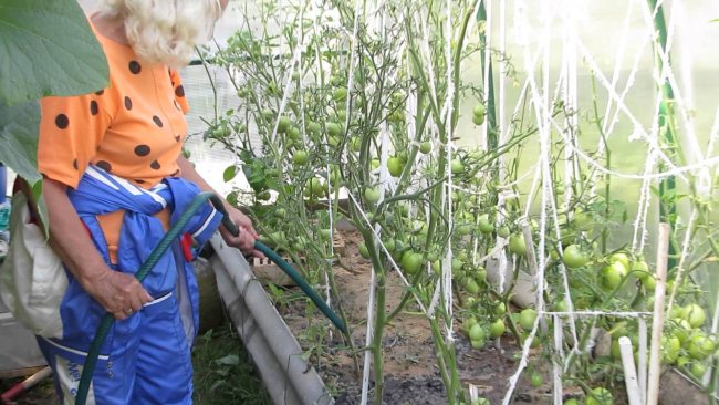 Top dressing of tomatoes after planting: types of fertilizers and instructions