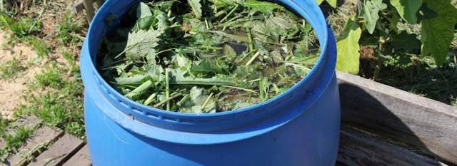 Top dressing of tomatoes during flowering