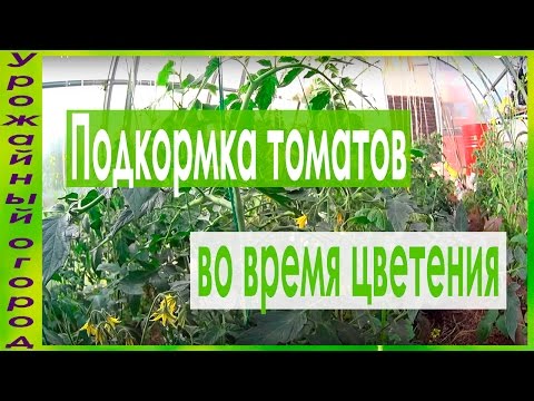 Top dressing of tomatoes during flowering