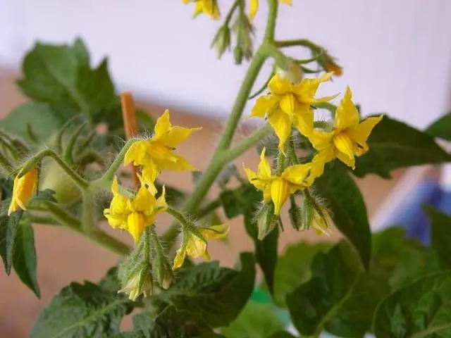 Top dressing of tomatoes during flowering