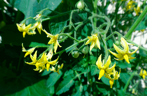 Top dressing of tomatoes during flowering