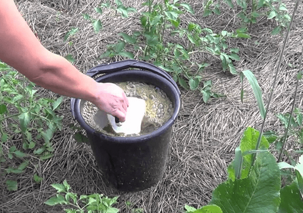 Top dressing of tomatoes during flowering