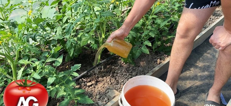 Top dressing of tomatoes during flowering