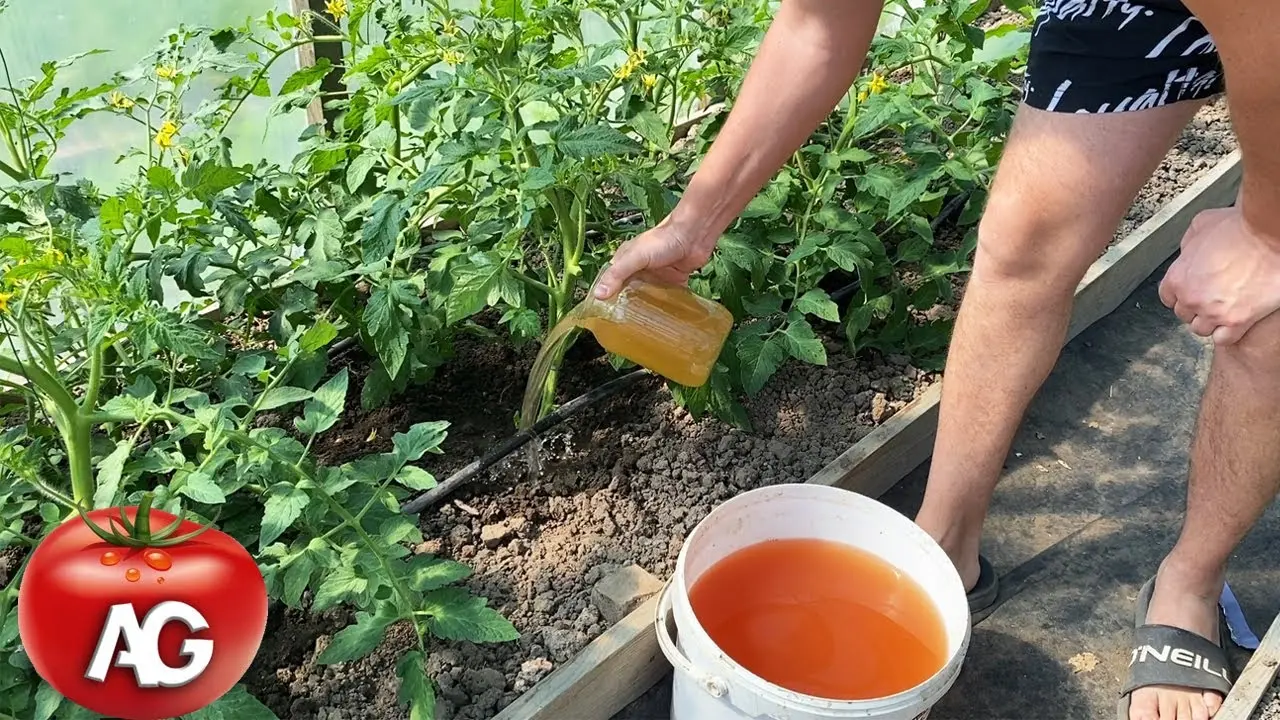 Top dressing of tomatoes during flowering