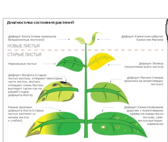 Top dressing of tomatoes during the fruiting period