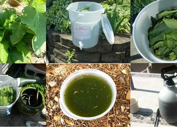 Top dressing of tomatoes during the fruiting period